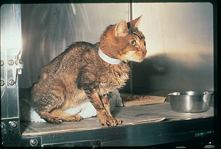 La FeLV del gatto: cos’è, come riconoscerla e come prevenirla
