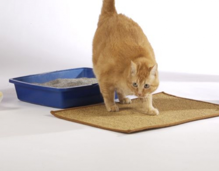 La cistite nei cani e nei gatti: una situazione che può essere pericolosa