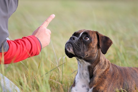 cane mangia feci coprofagia