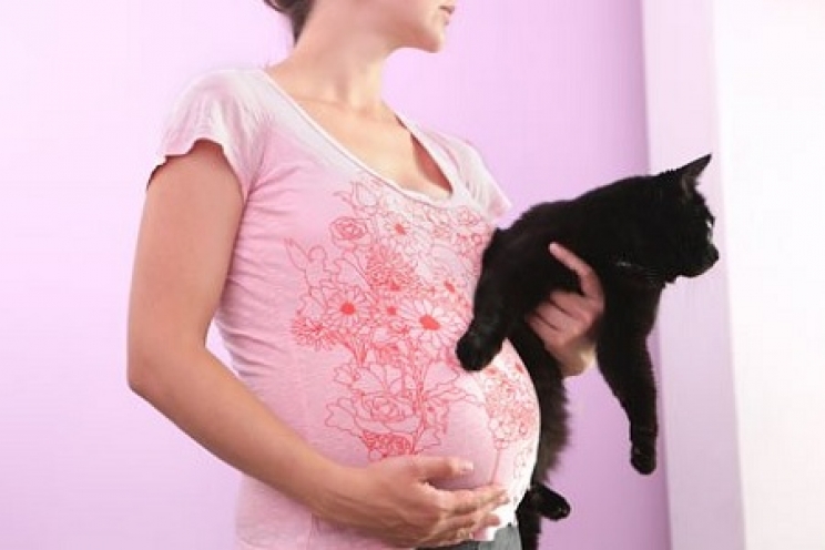 La Toxoplasmosi del gatto: cos’è e qual è il pericolo per le donne in gravidanza