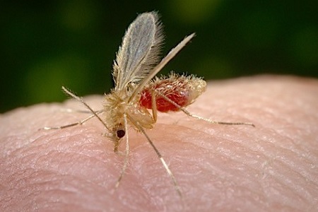 flebotomo pappataci