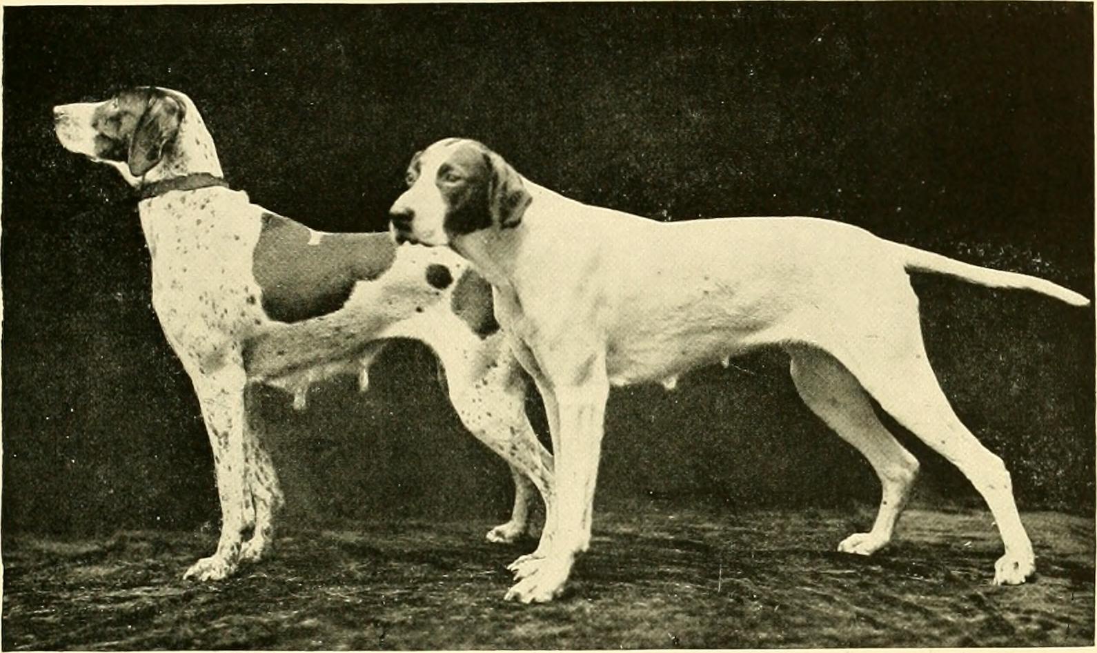 Due femmine di Pointer posano in una fotografia storica del 1911