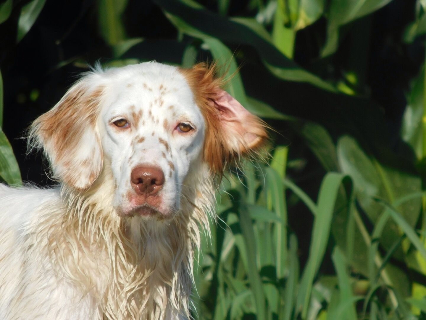 Retrato cercano de un Setter inglés con manto blanco y naranja