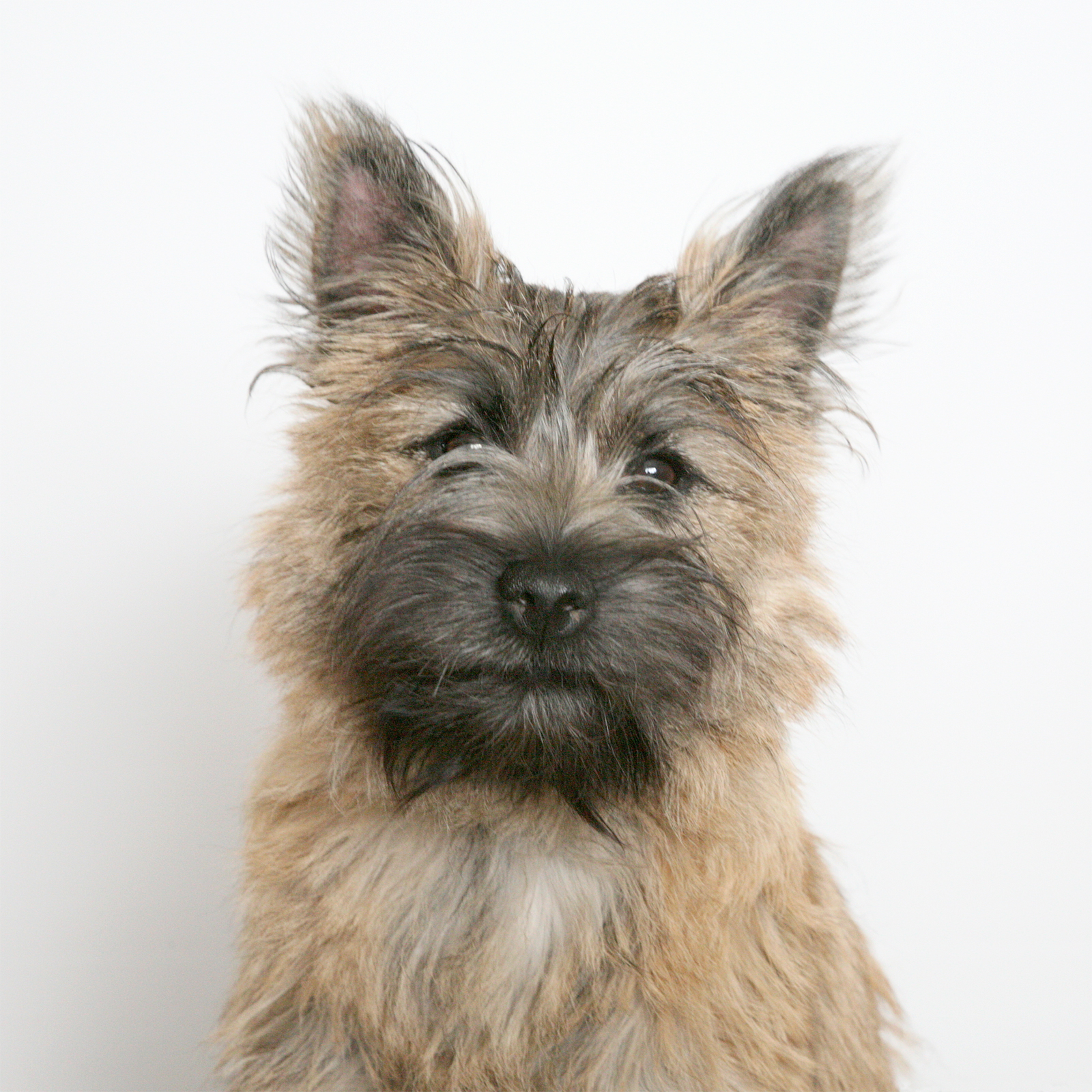 Primer plano de un Cairn Terrier con manto áspero color trigo y gris