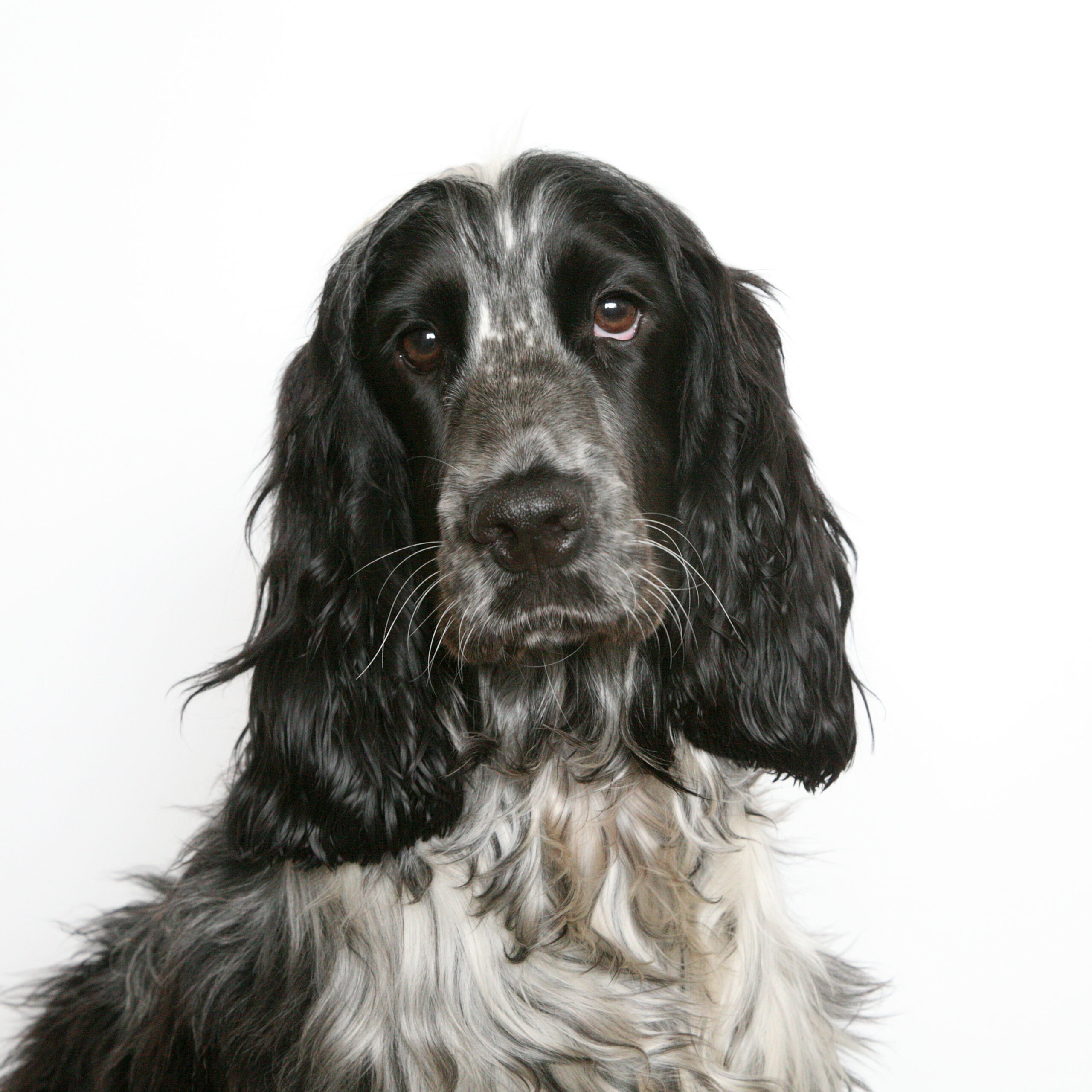 Close-up portrait of a black-and-white English Cocker Spaniel