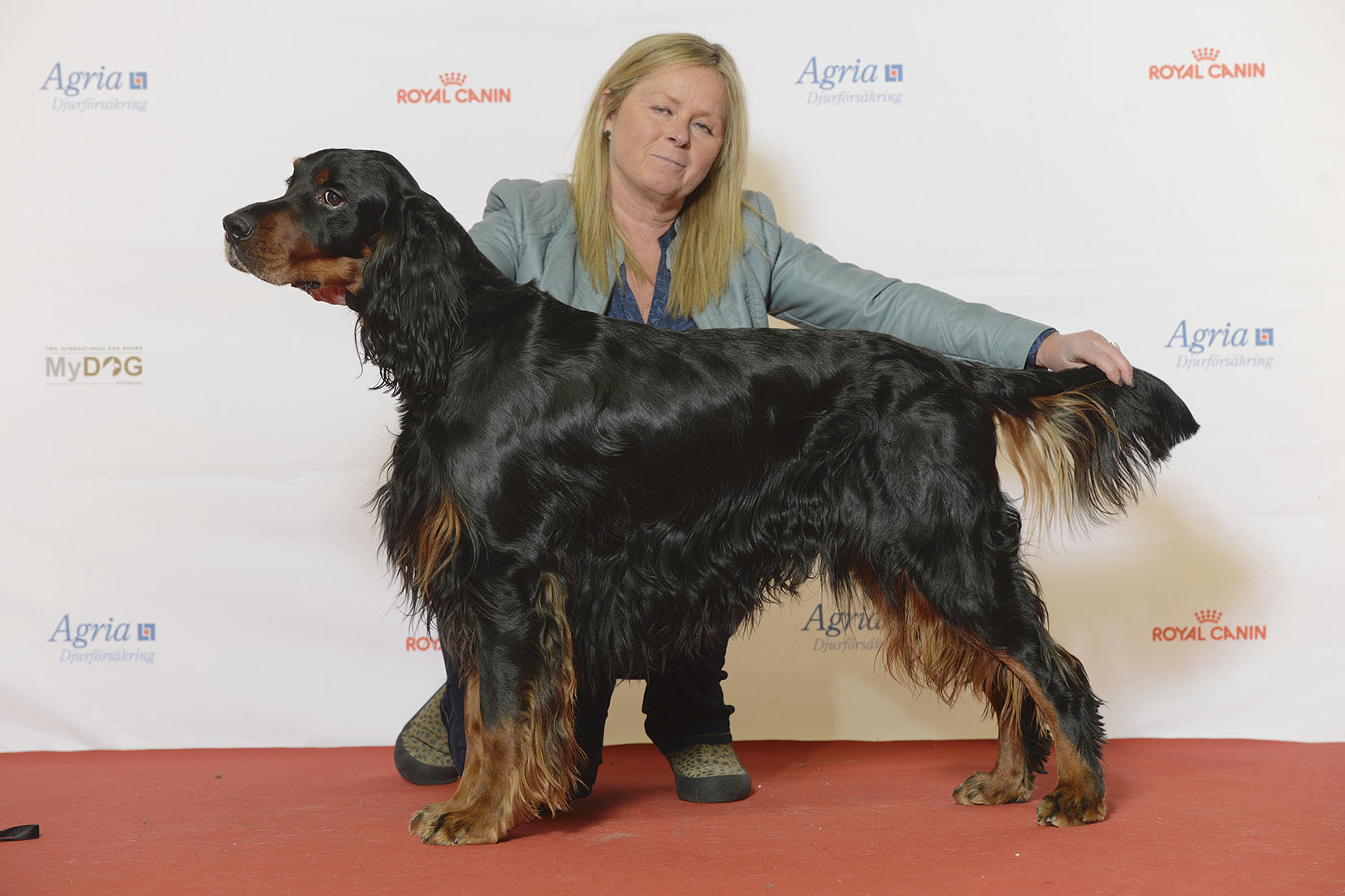 Setter Gordon negro y fuego presentado en una exposición canina