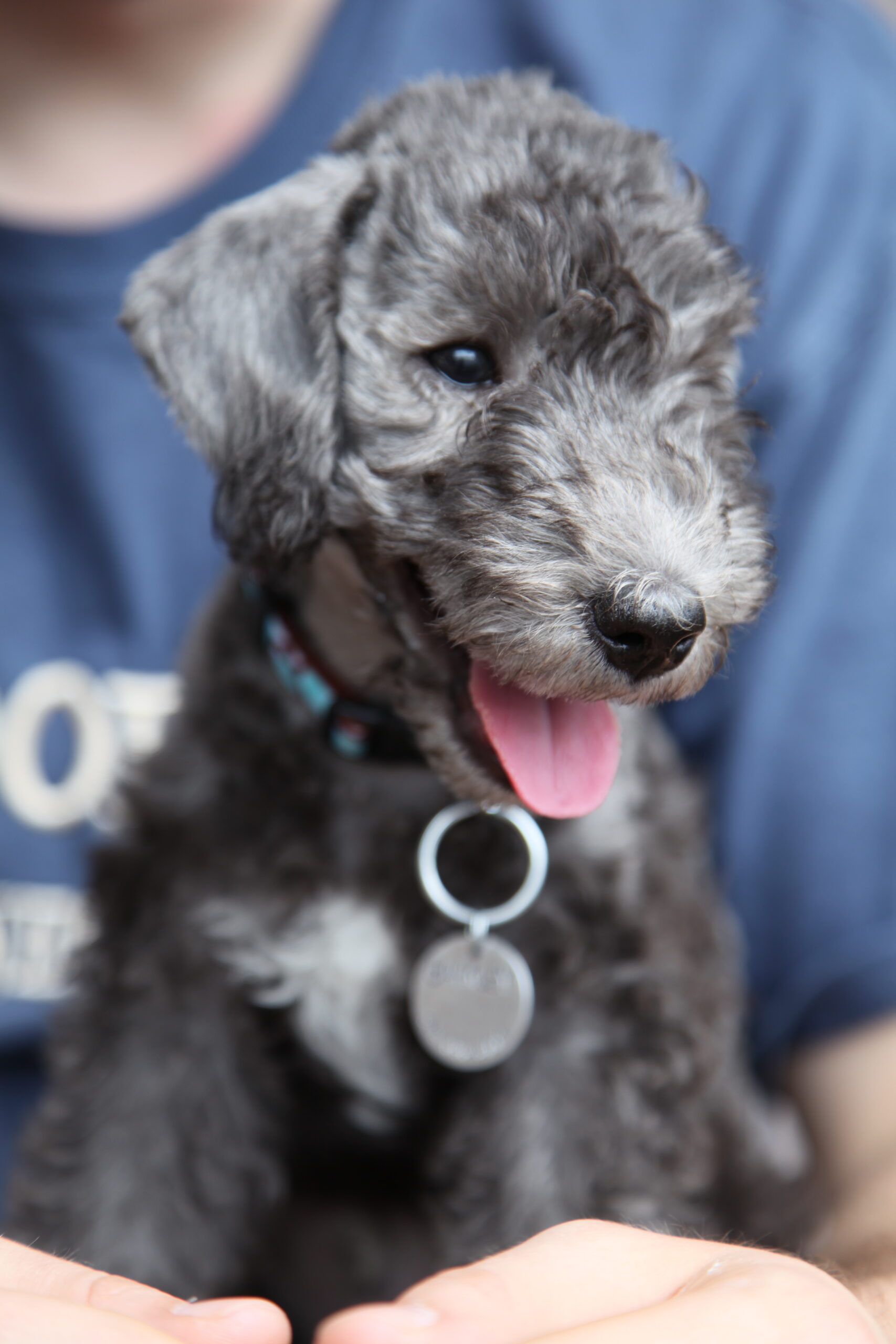 Cucciolo di Bedlington Terrier Barkley, ritratto in braccio a una persona