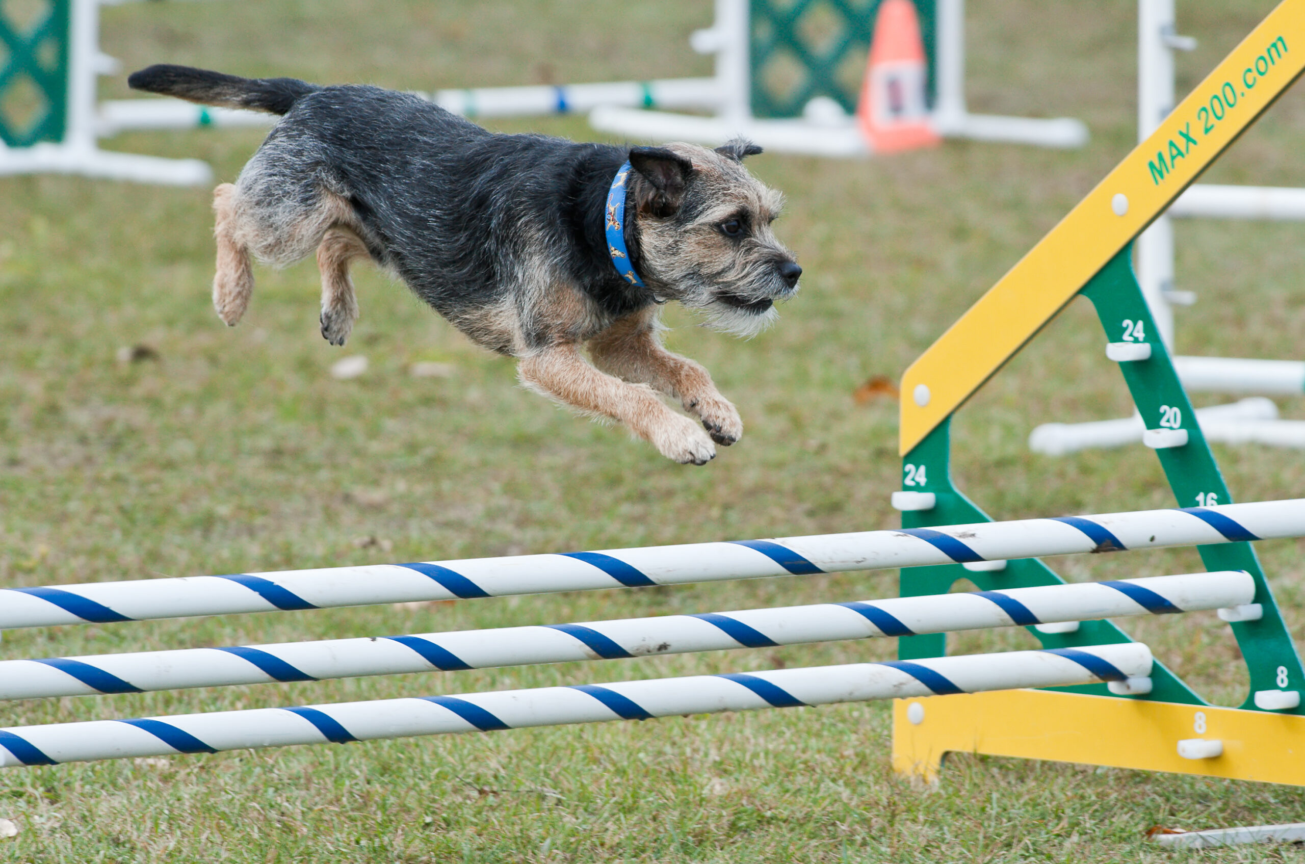 Border Terrier saltando un obstáculo de agility