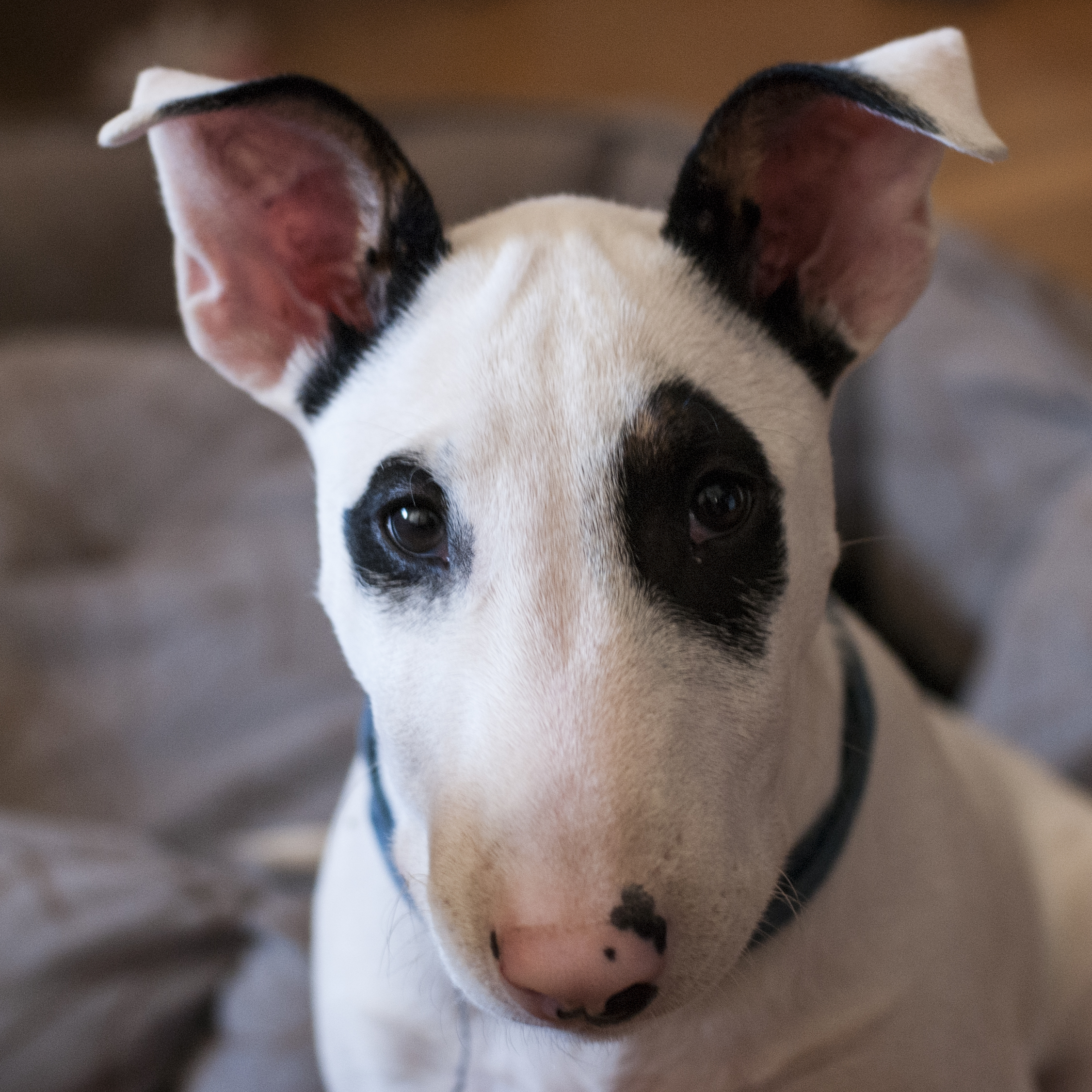 Primo piano di un Bull Terrier bianco con macchie scure intorno agli occhi