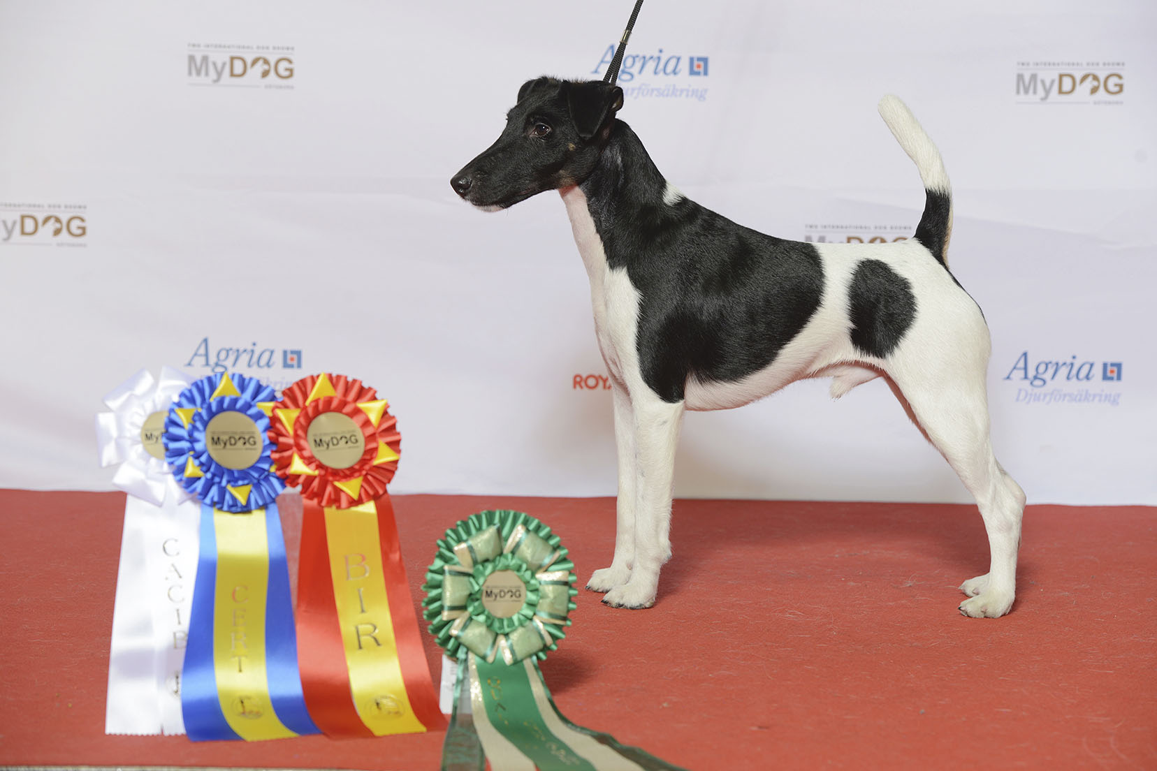 Fox Terrier a pelo liscio in posa durante un’esposizione cinofila