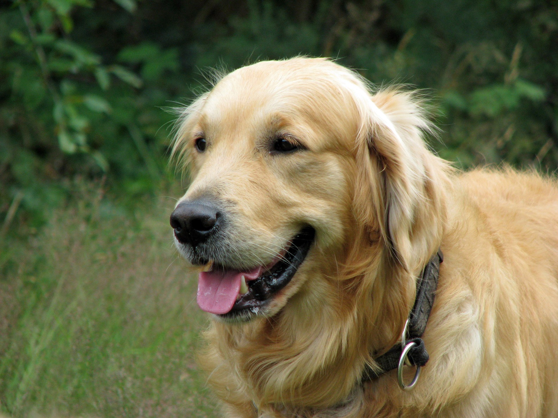 Golden Retriever dal mantello dorato fotografato in primo piano.