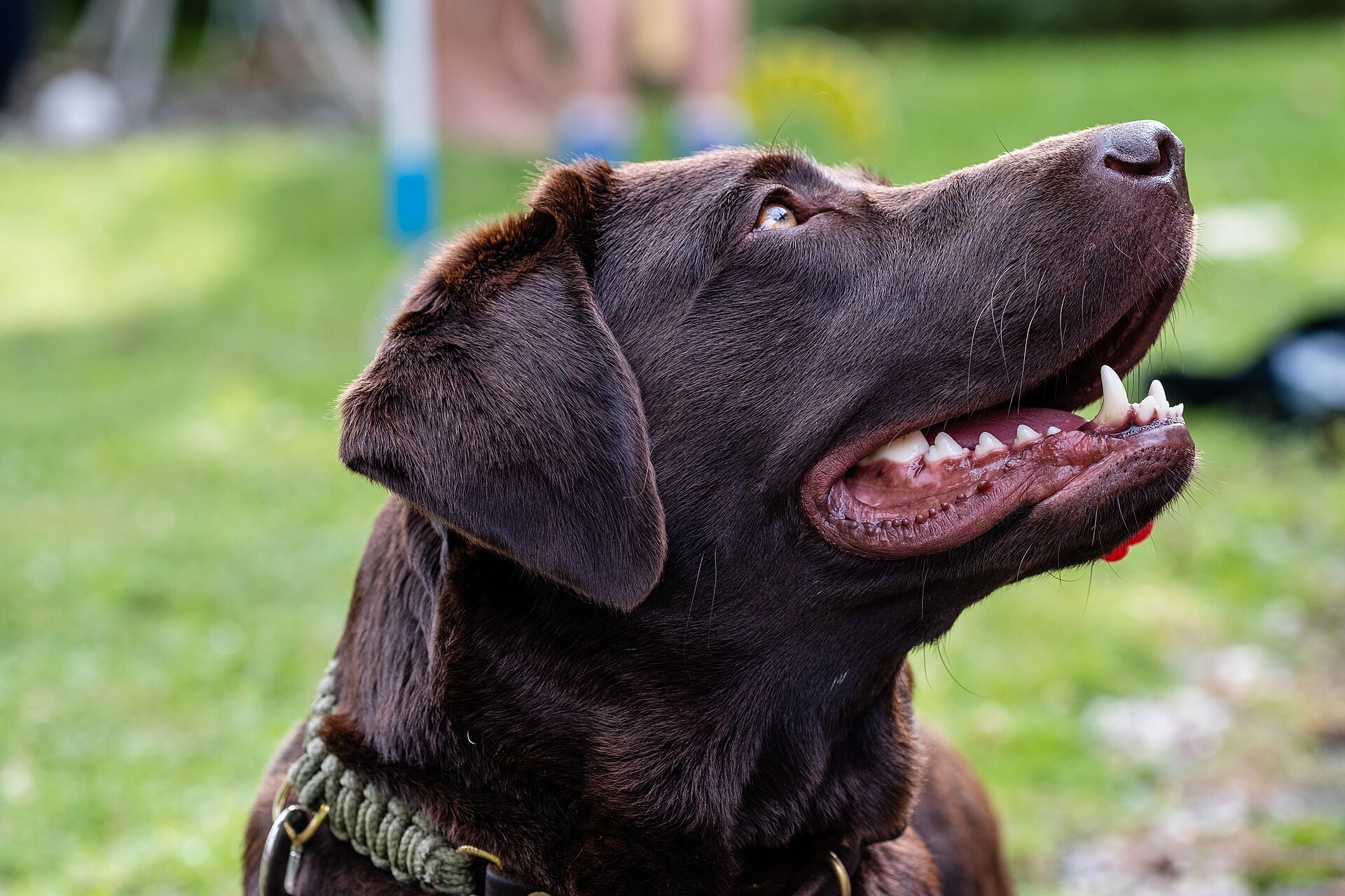 Labrador Retriever color chocolate fotografiado de perfil.