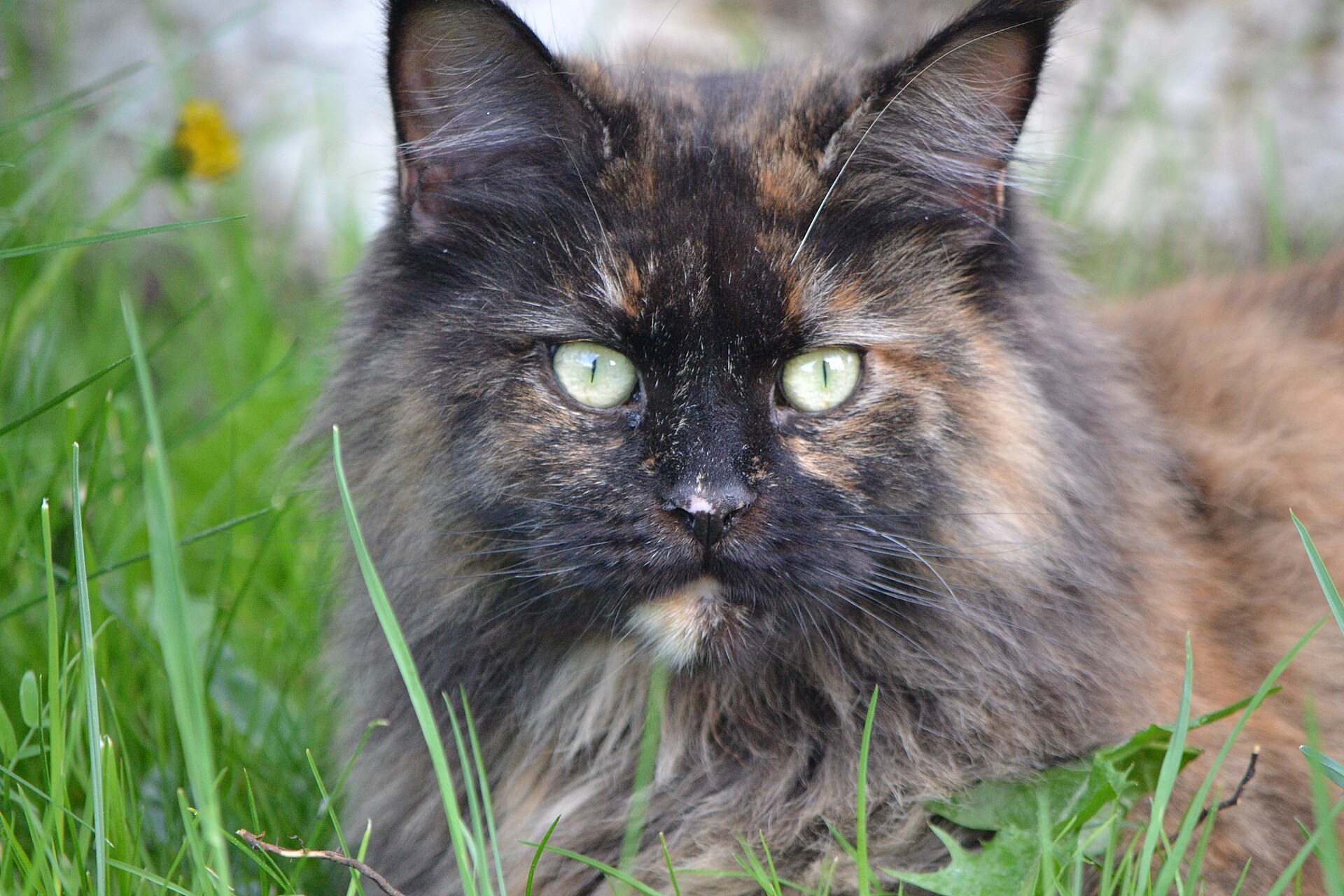 Tortoiseshell Maine Coon with green eyes among grass.