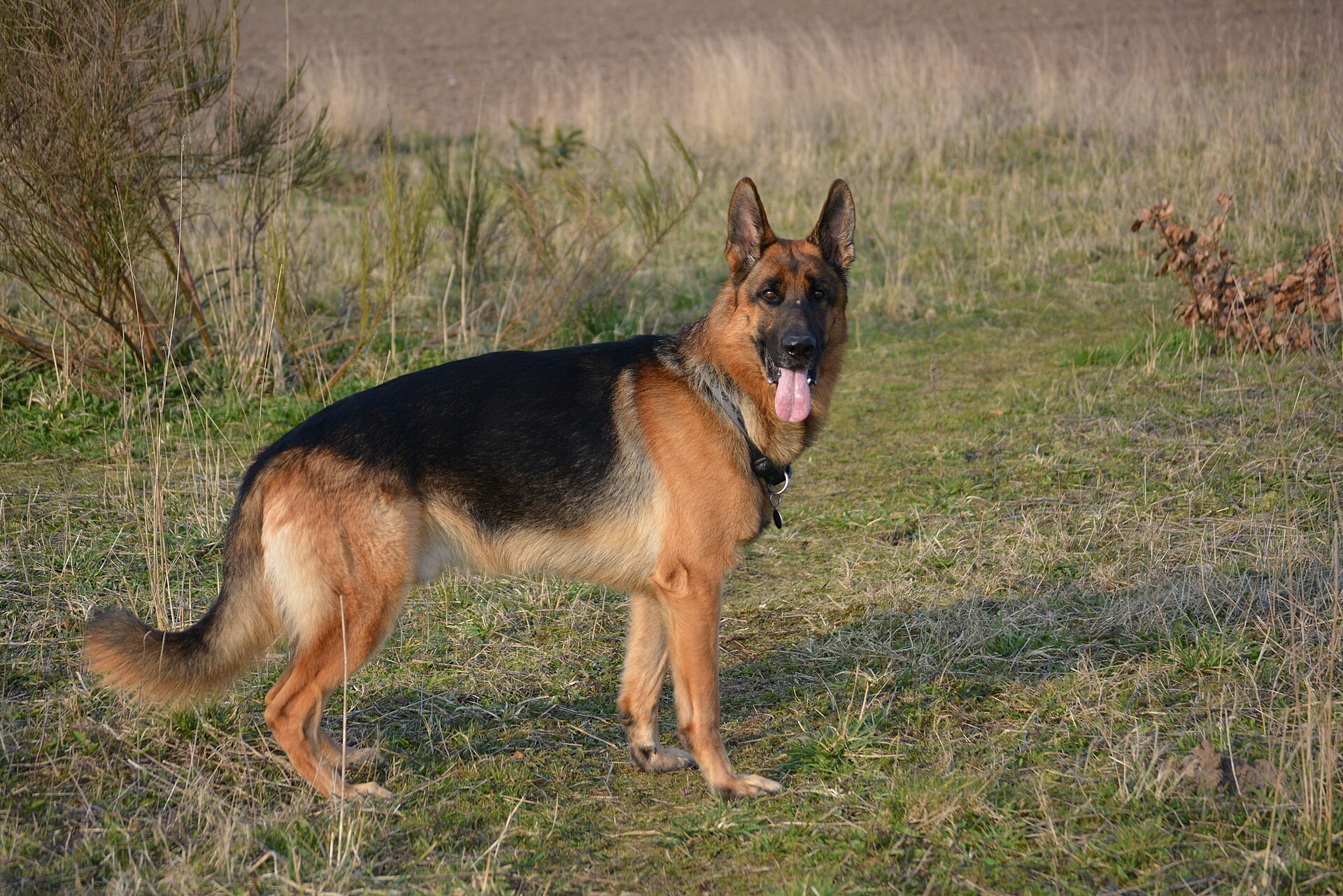 Adult German Shepherd standing in a grassy field.