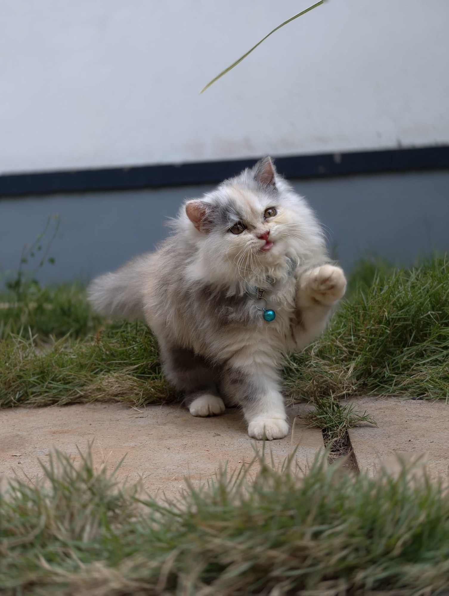 Long-haired Persian cat walking through grass.