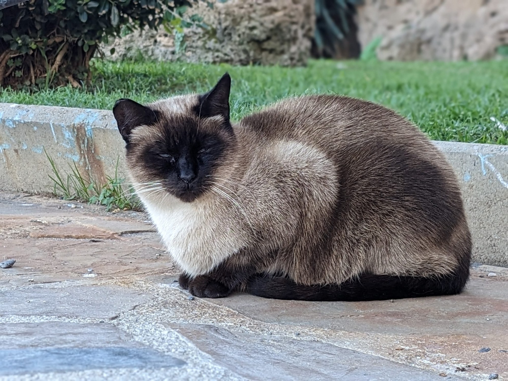 Seal-point Siamese cat sitting on a stone path.